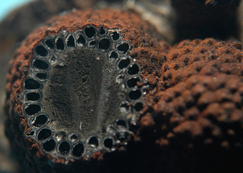 Rötliche Kohlenbeere  (Hypoxylon fragiforme) - © Heinz Prelicz